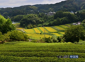 日本茶园面积10年缩小29％，绿茶供不应求
